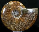 Cleoniceras Ammonite Fossil - Madagascar #32538-1